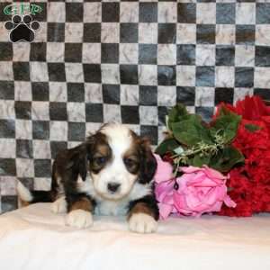 Vesper, Mini Bernedoodle Puppy